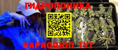 сатива Кандалакша